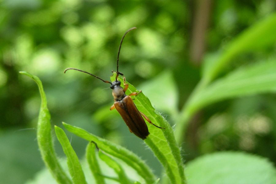 Alcuni Cantharidae, un Oedemeridae e un Cerambycidae